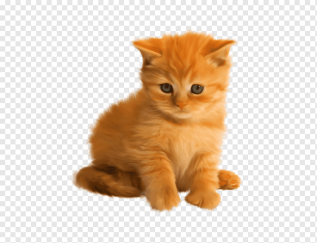 Кошечка на прозрачном фоне