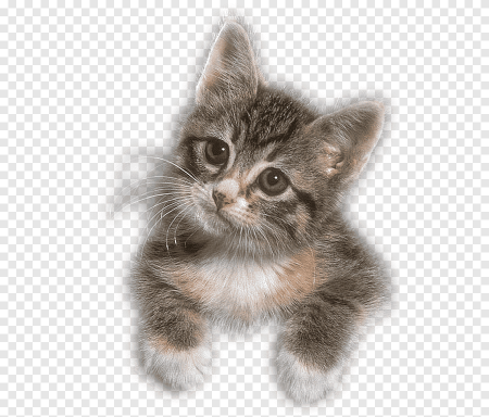Кот выглядывает на белом фоне
