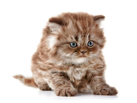 Кот машет лапой