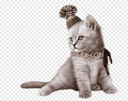 Котенок на прозрачном фоне