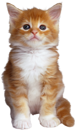 Котик без фона