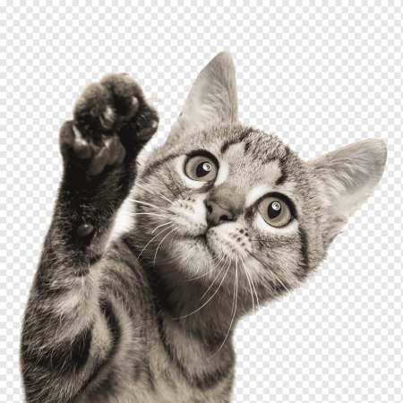 Котенок на прозрачном фоне