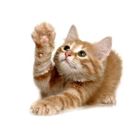 Котик на белом фоне