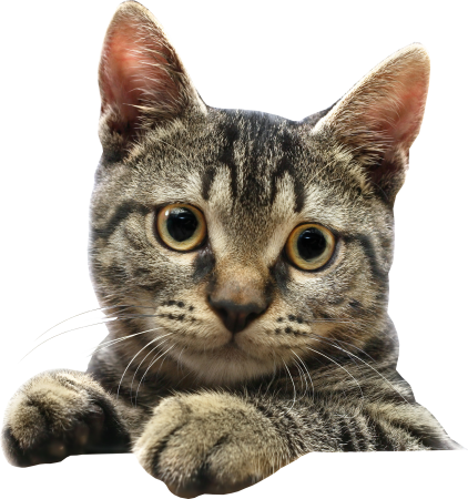 Кот на прозрачном фоне