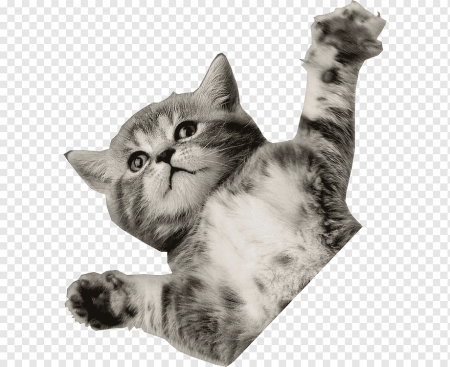 Котенок на прозрачном фоне