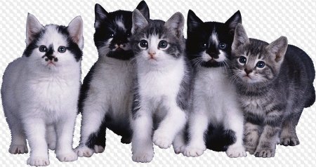 Котенок на прозрачном фоне