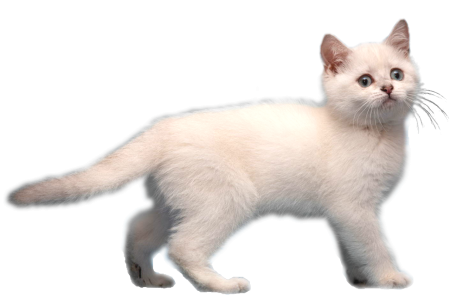 Кот вырезанный