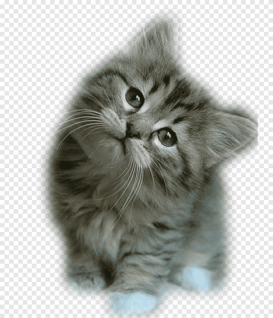 Кошка на прозрачном фоне для фотошопа