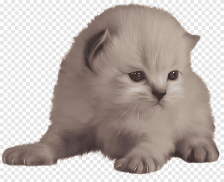 Котенок в гамаке