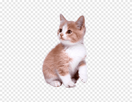 Рыжий котёнок