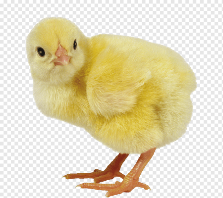 Цыплята Росс 308 и Кобб 500