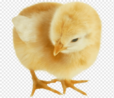 Цыпленок на Пасху