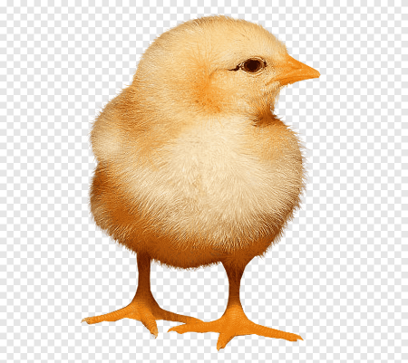 Желтый цыпленок
