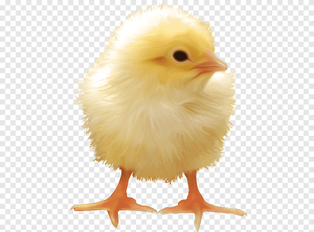 Цыпленок мультяшка