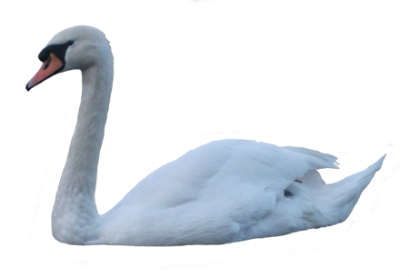 Лебеди (птицы)