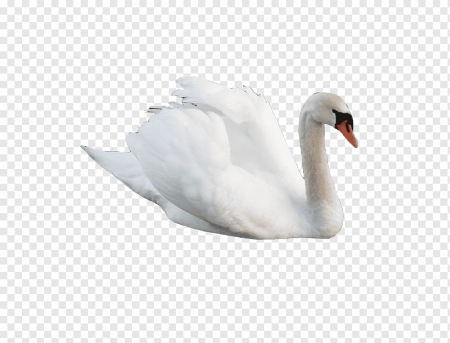 Лебеди на прозрачном фоне для фотошопа