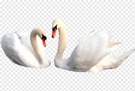 Лебеди для фотошопа