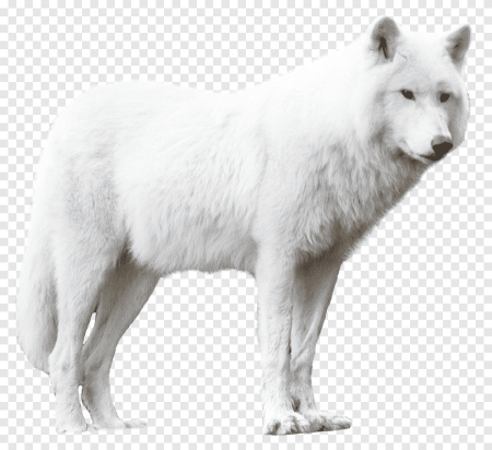 Alaskan Tundra Wolf