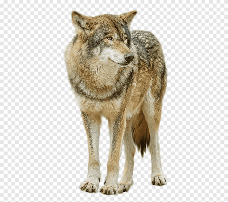 Койот и Шакал