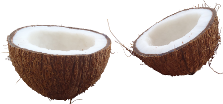 Кокос "Cocos nucifera"