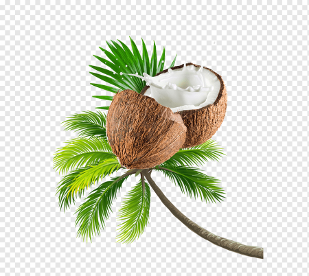 Кокос костянка