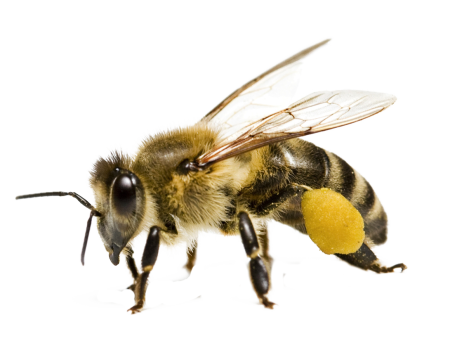 Пкела на прозрачном фоне