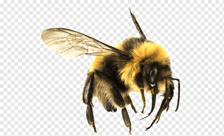 Пчела вектор (50 фото)
