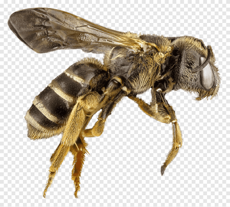 Bumblebee Bee Wasp