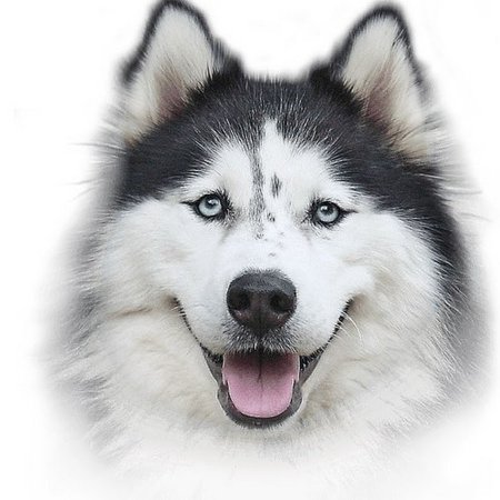 Сибирский хаски