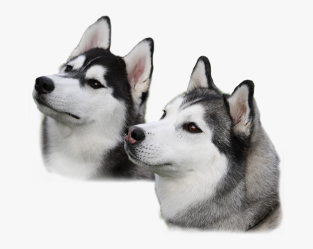 Лайка на белом фоне