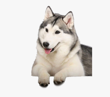 Хаски pet911