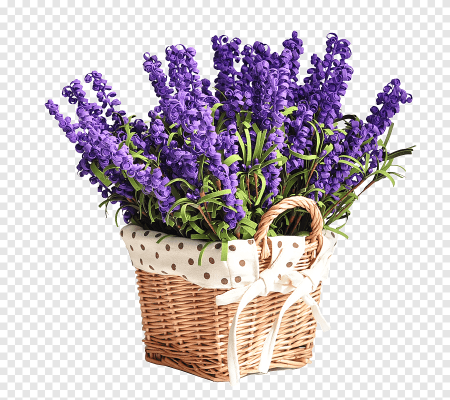 Лаванда на белом фоне