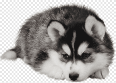 Собака хаски