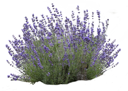 Лаванда Эсмеральда