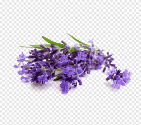 Лавандовая веточка