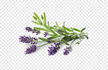 Lavandula angustifolia Flower Water
