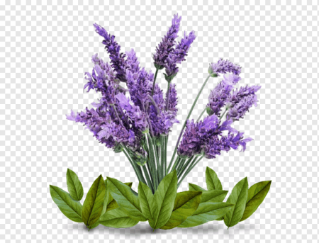 Лавандовая веточка