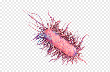 Бактерия Escherichia coli