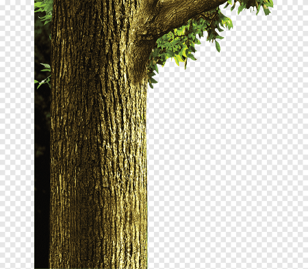 Ствол дерева на прозрачном фоне