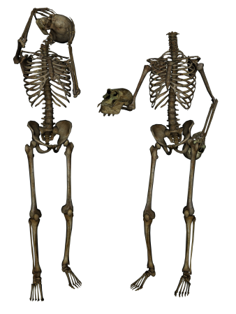 Скелет лежит