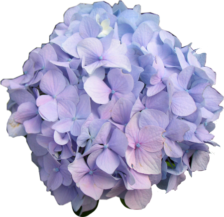 Гортензия Эквадор