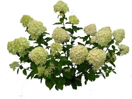 Гортензия метельчатая куст PNG