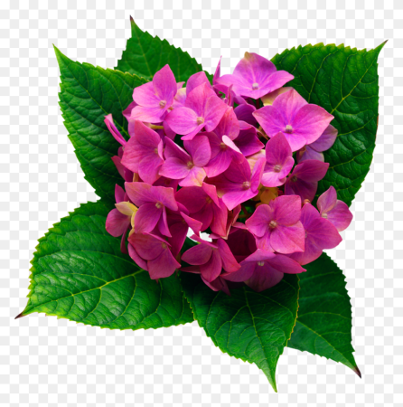 Гортензия алая