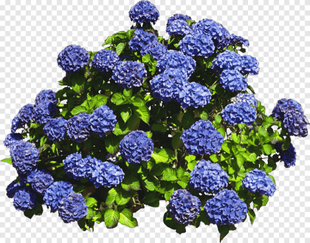 Гортензия куст
