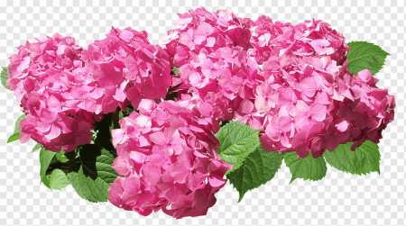 Raspberry Pink гортензия