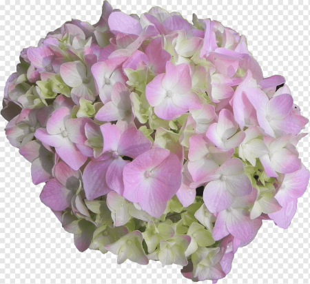 Гортензия Pink White