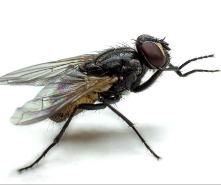 Fannia canicularis