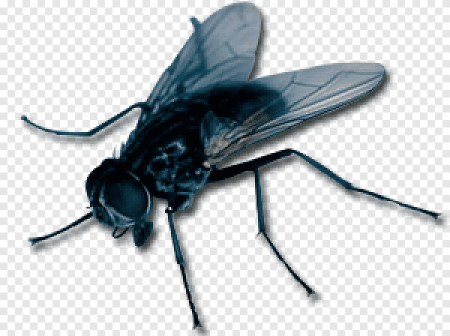 Fly Муха