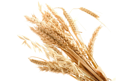 Злаки на белом фоне
