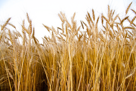Пшеница рассыпана